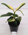 Monstera standleyana 'Cobra' - SALE