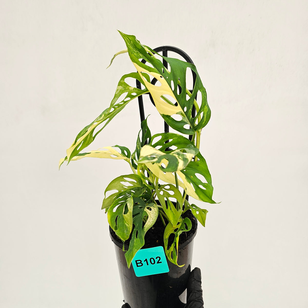 Monstera adansonii Variegata