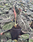 Alocasia reginula Black Velvet