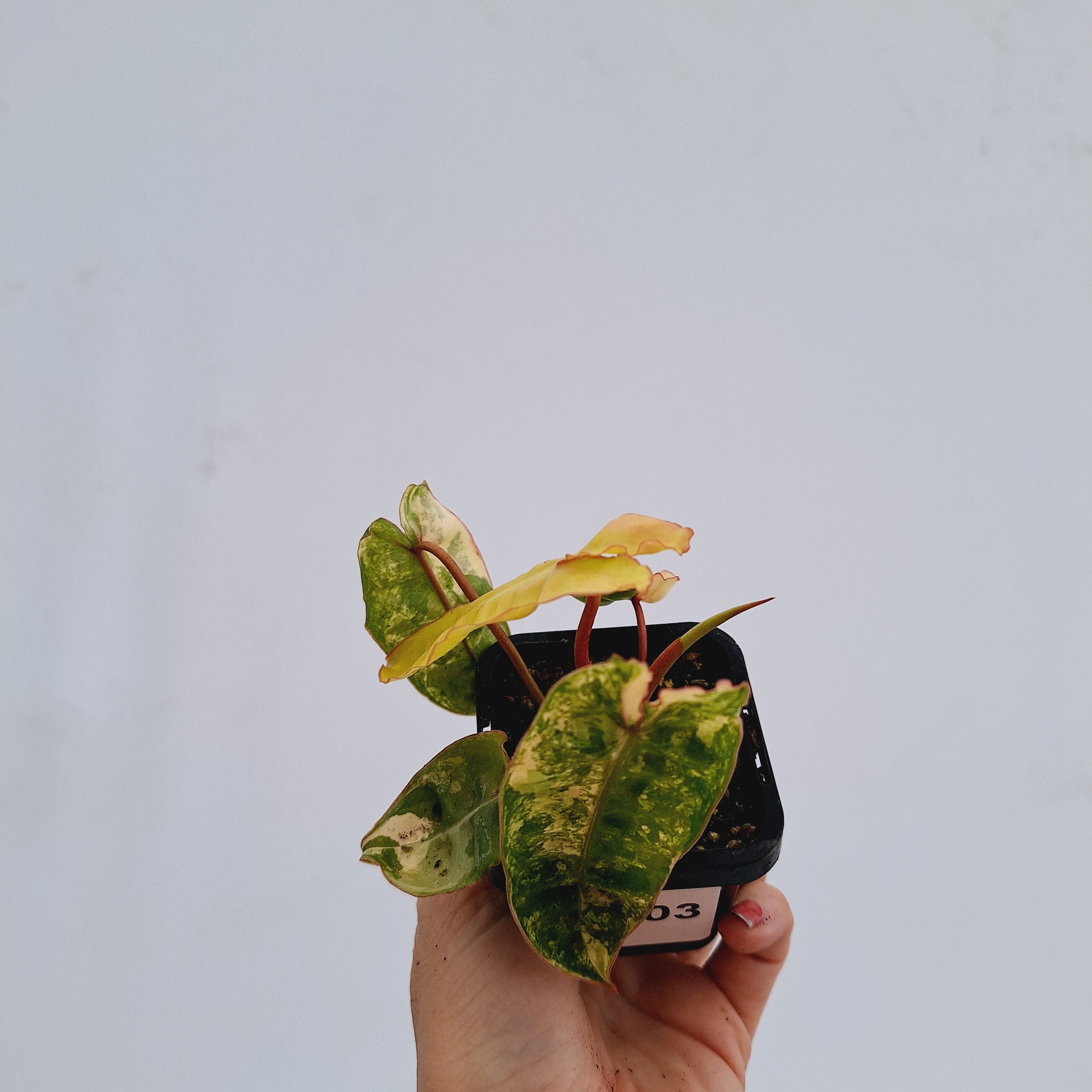 Philodendron billietiae Variegata