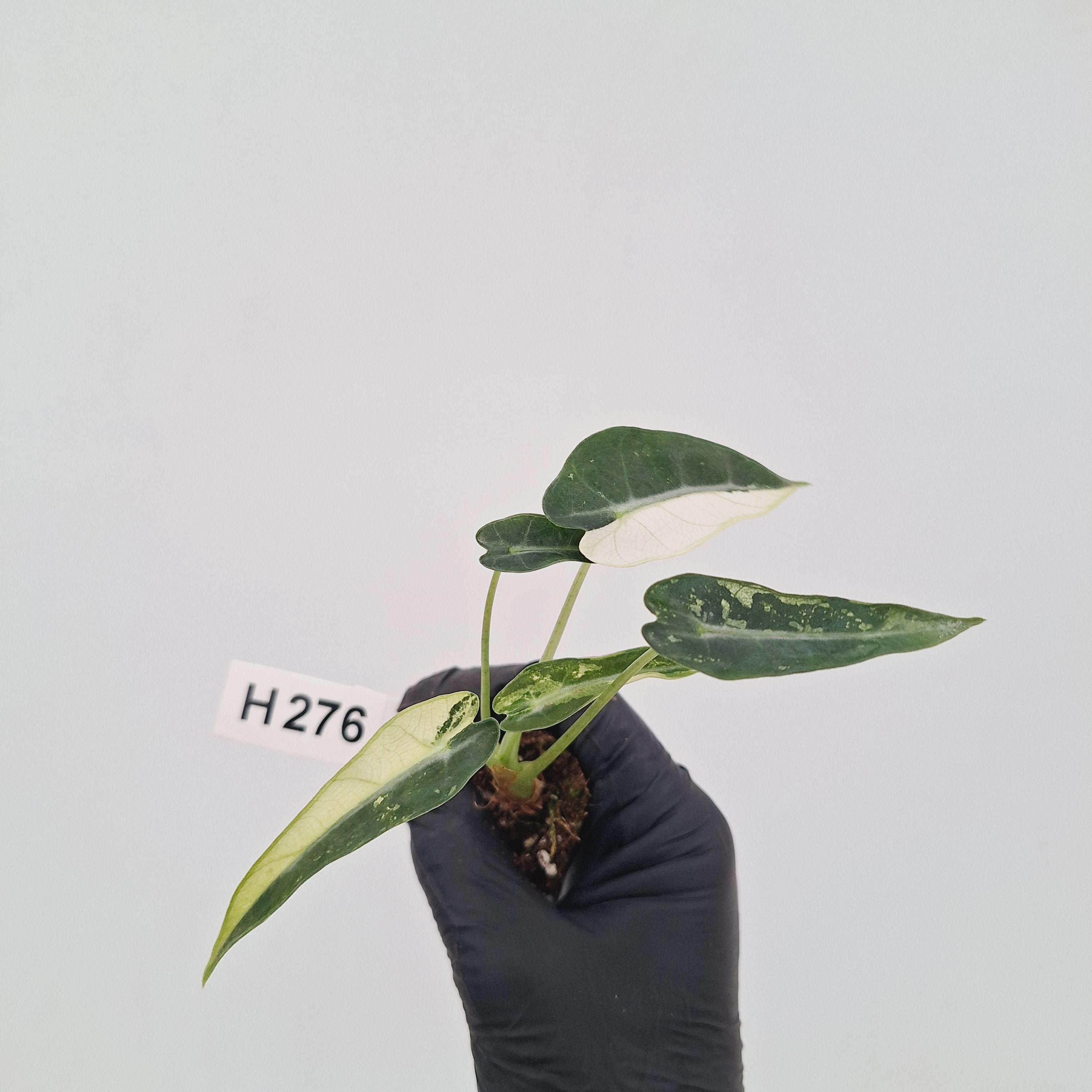 Alocasia Amazonica  bambino Variegata - Bare Bottom Baby - SALE