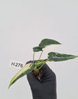 Alocasia Amazonica  bambino Variegata - Bare Bottom Baby - SALE