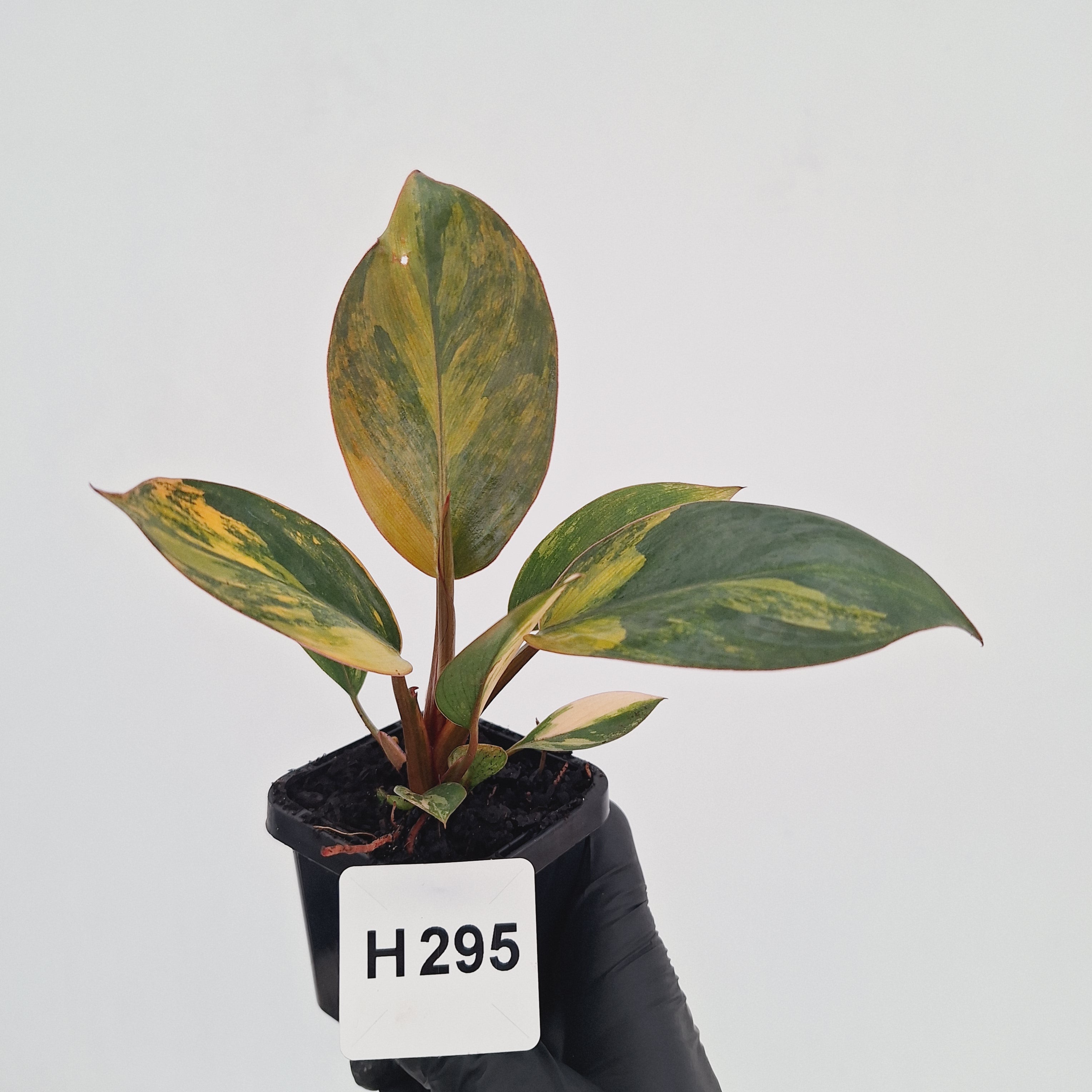 Philodendron 'Rojo Congo Variegated' - SALE