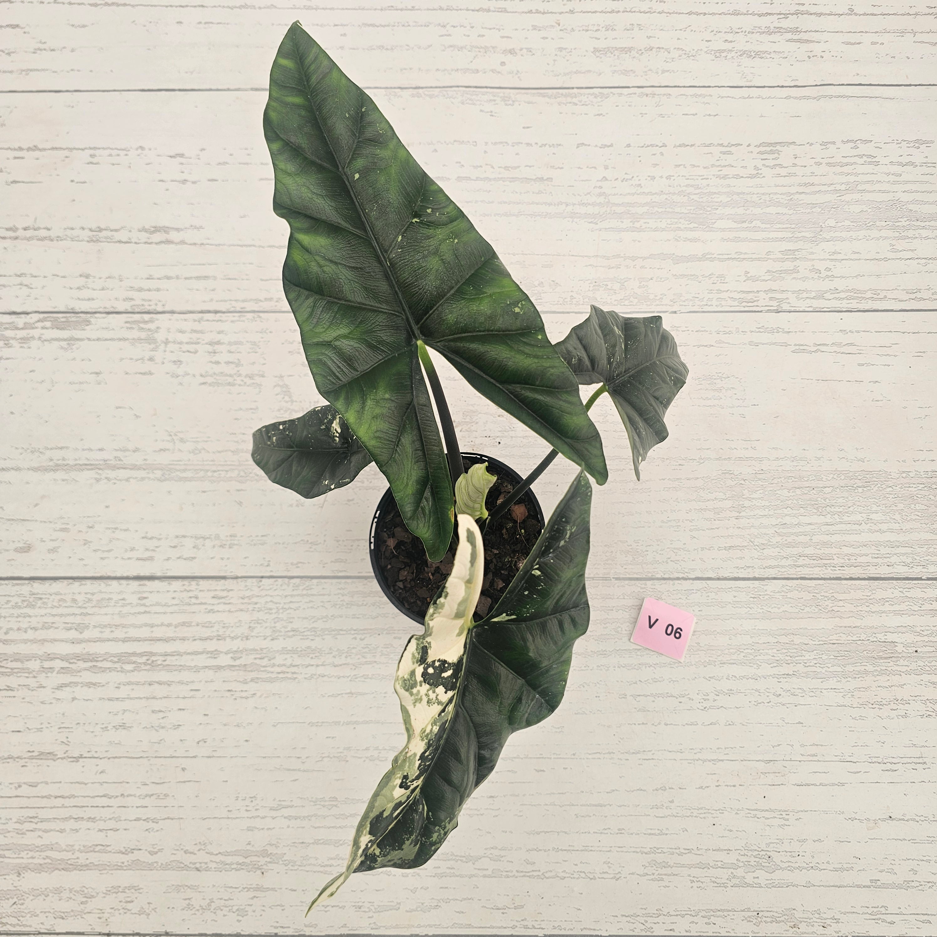 Alocasia ‘Simpo Albo’ Variegata - SALE