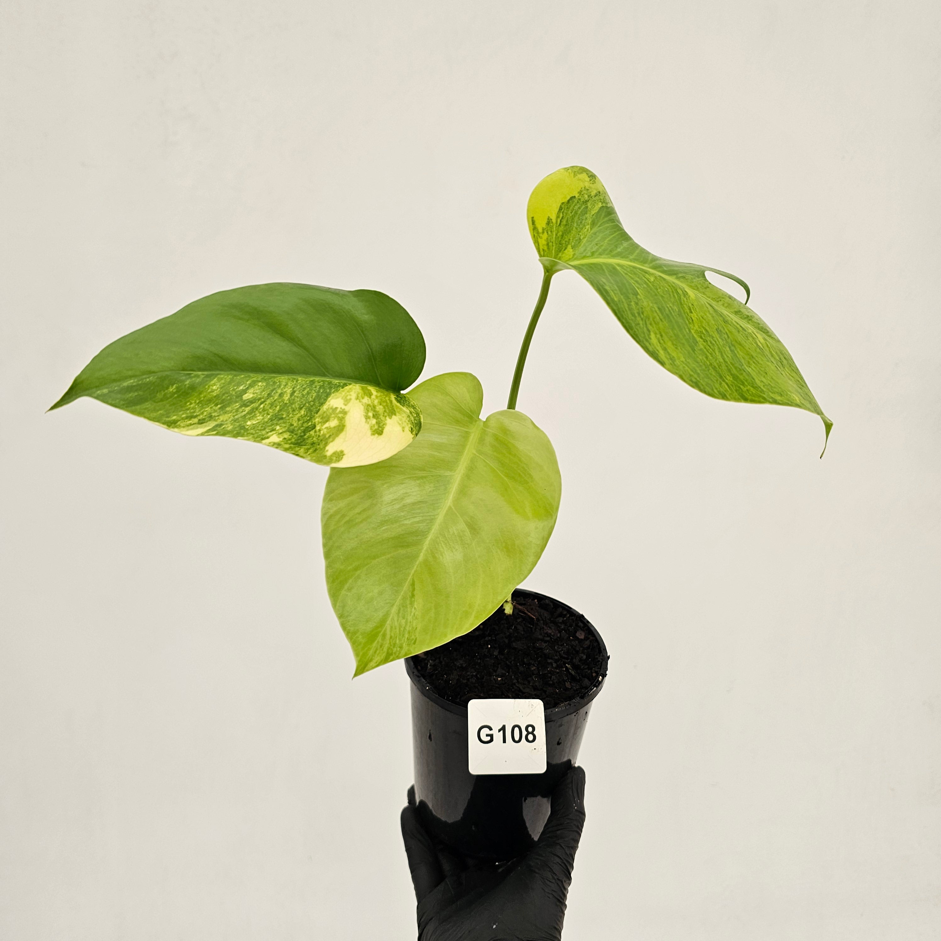 Monstera borsigiana Aurea