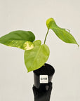 Monstera borsigiana Aurea