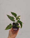 Alocasia Okinawa Silver