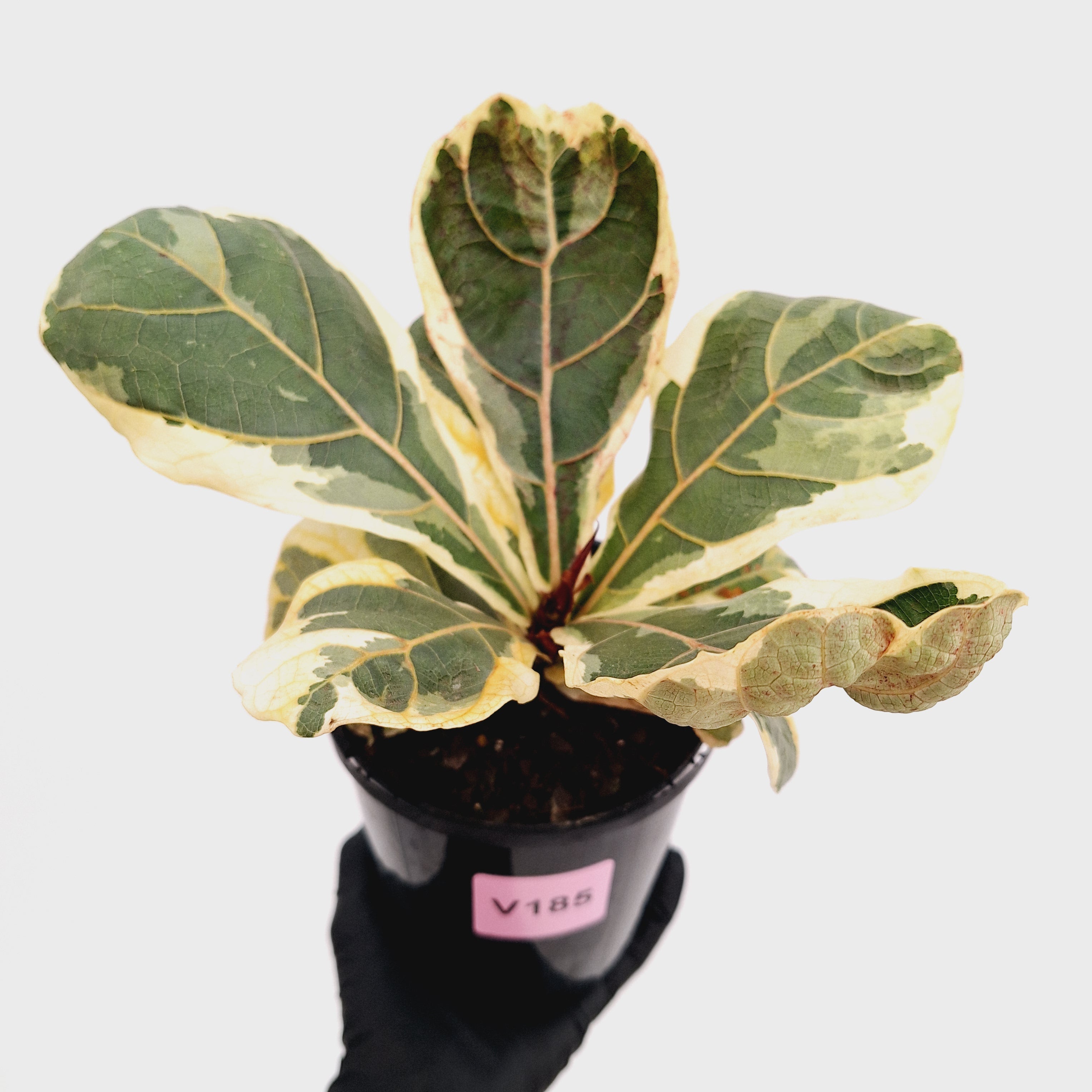 Ficus lyrata Variegata