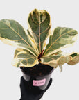 Ficus lyrata Variegata