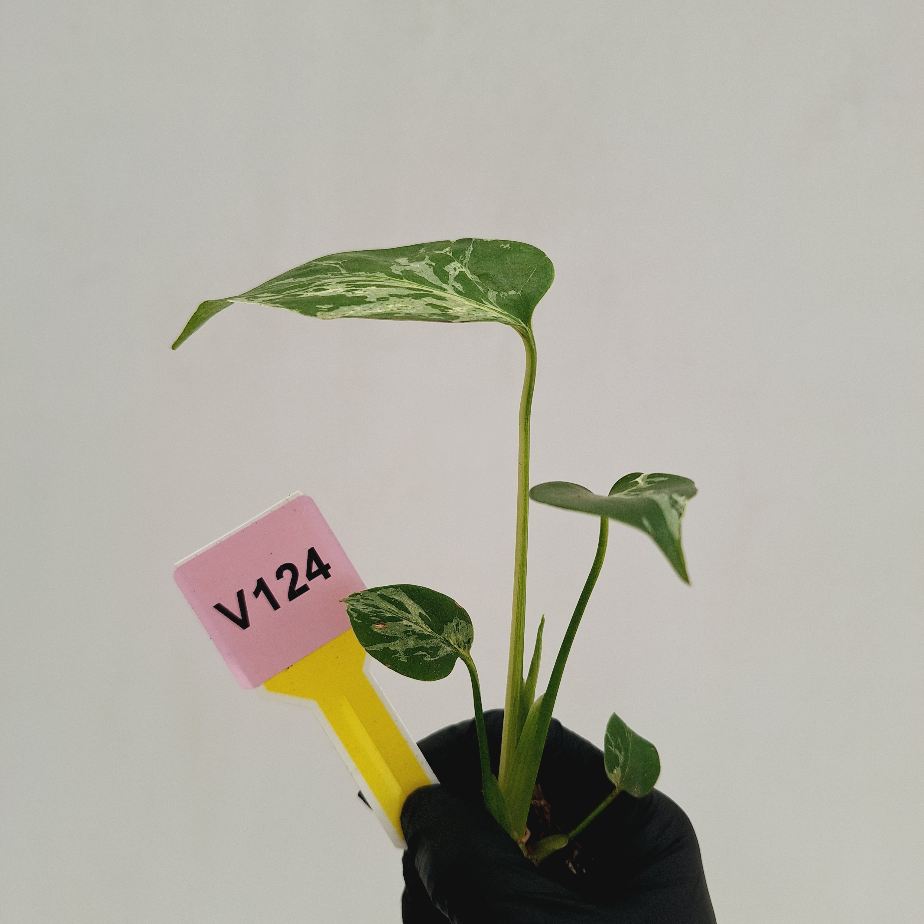 Monstera Deliciosa 'Bulbasaur - Bare Bottom Baby