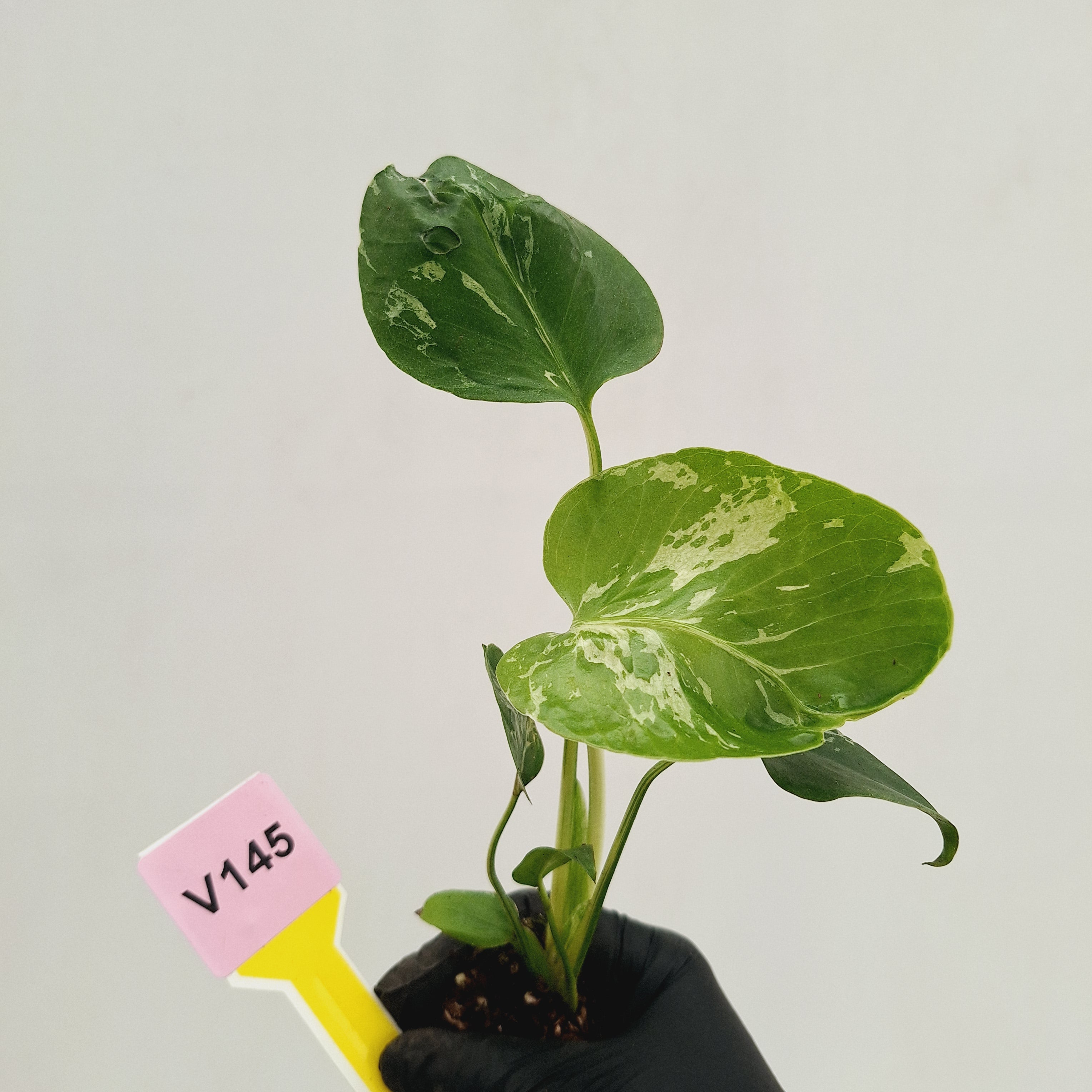 Monstera Deliciosa 'Bulbasaur - Bare Bottom Baby