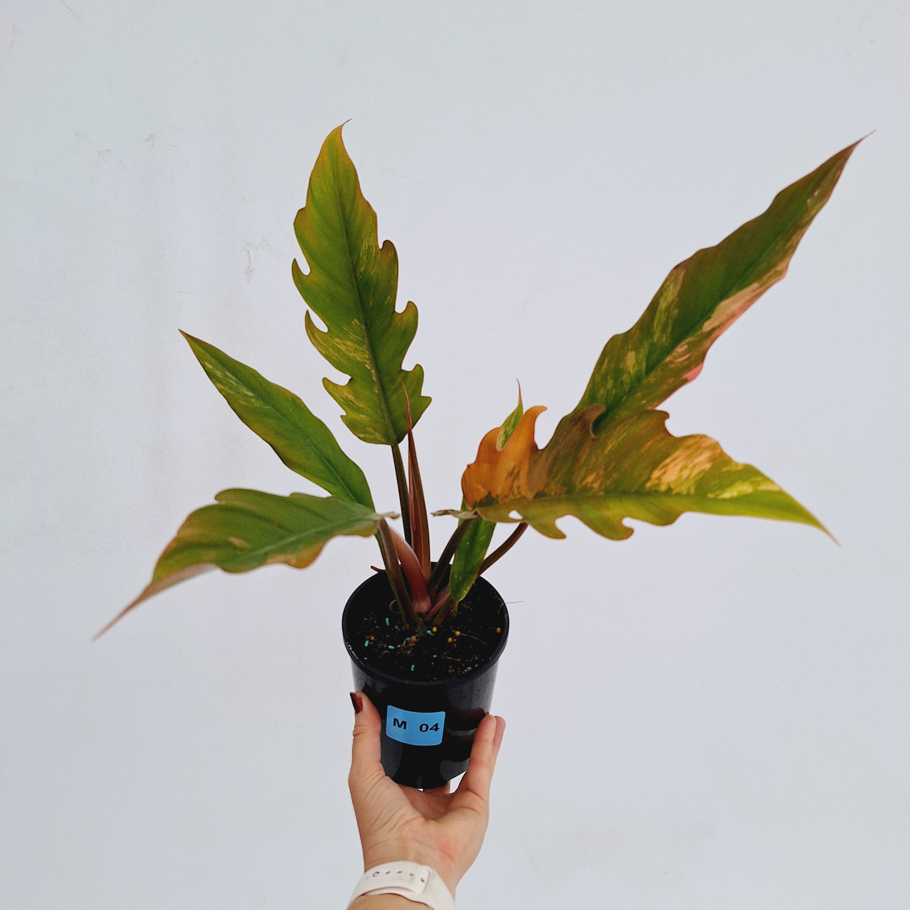 Philodendron serratum Caramel Marble