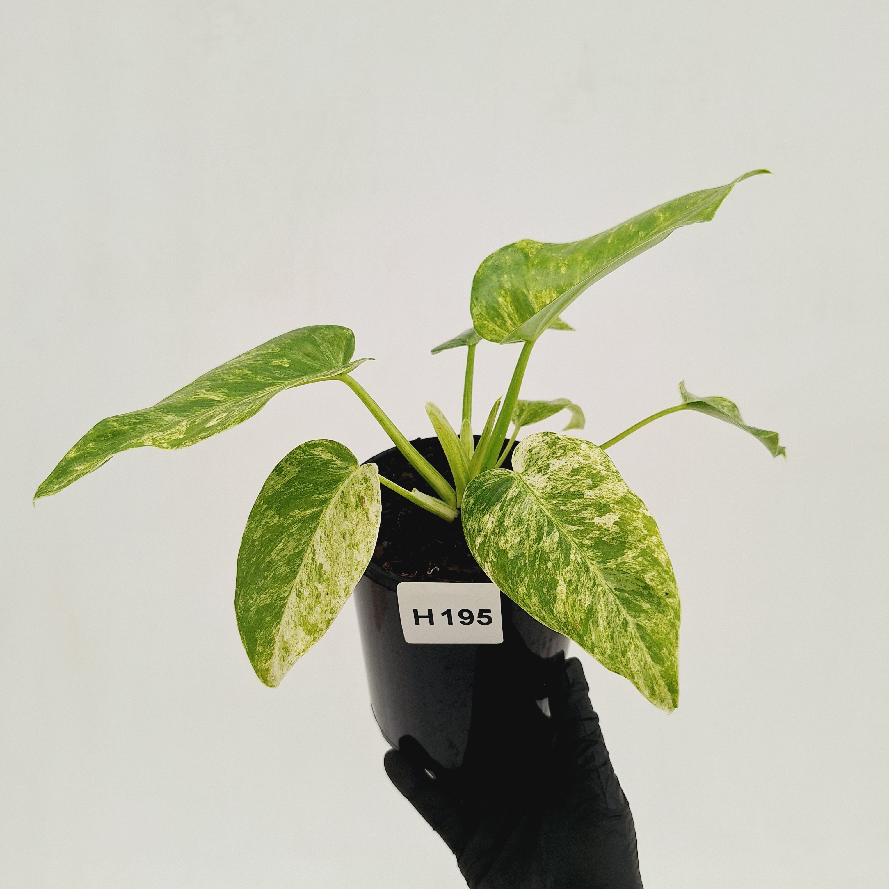 Philodendron giganteum Blizzard - SALE