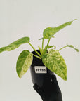 Philodendron giganteum Blizzard - SALE