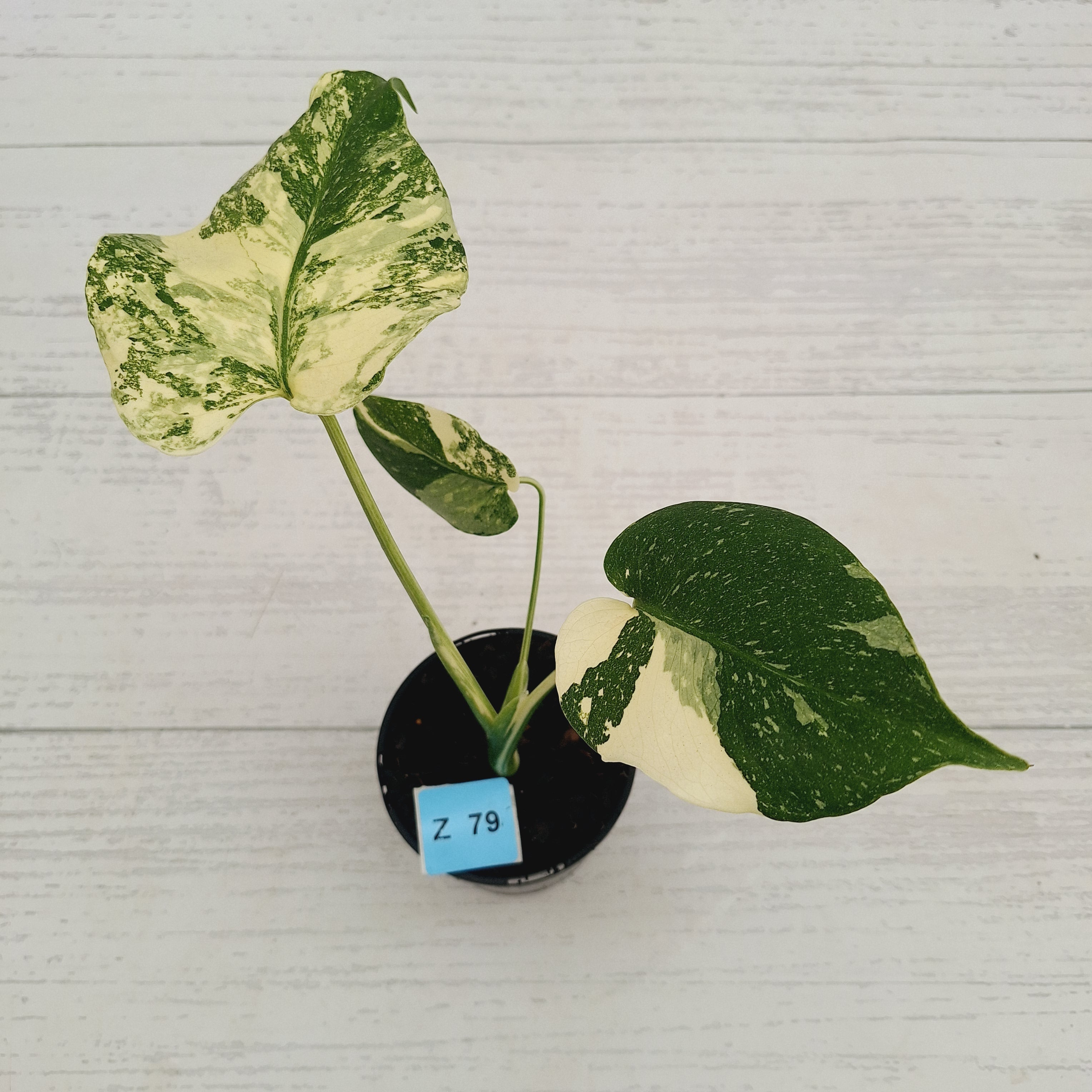 Monstera deliciosa Thai Constellation