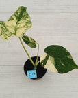 Monstera deliciosa Thai Constellation