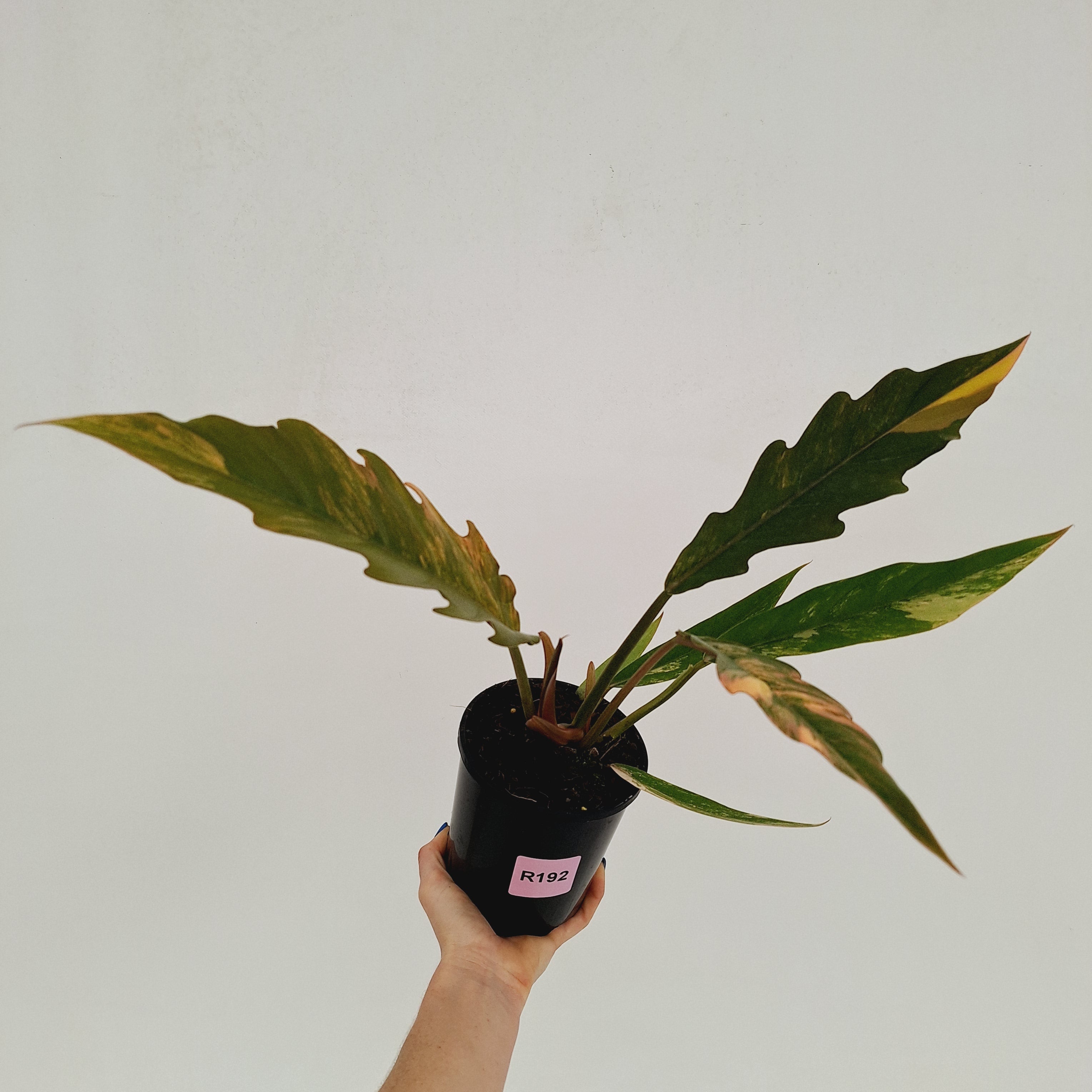 Philodendron serratum 'Caramel Marble'
