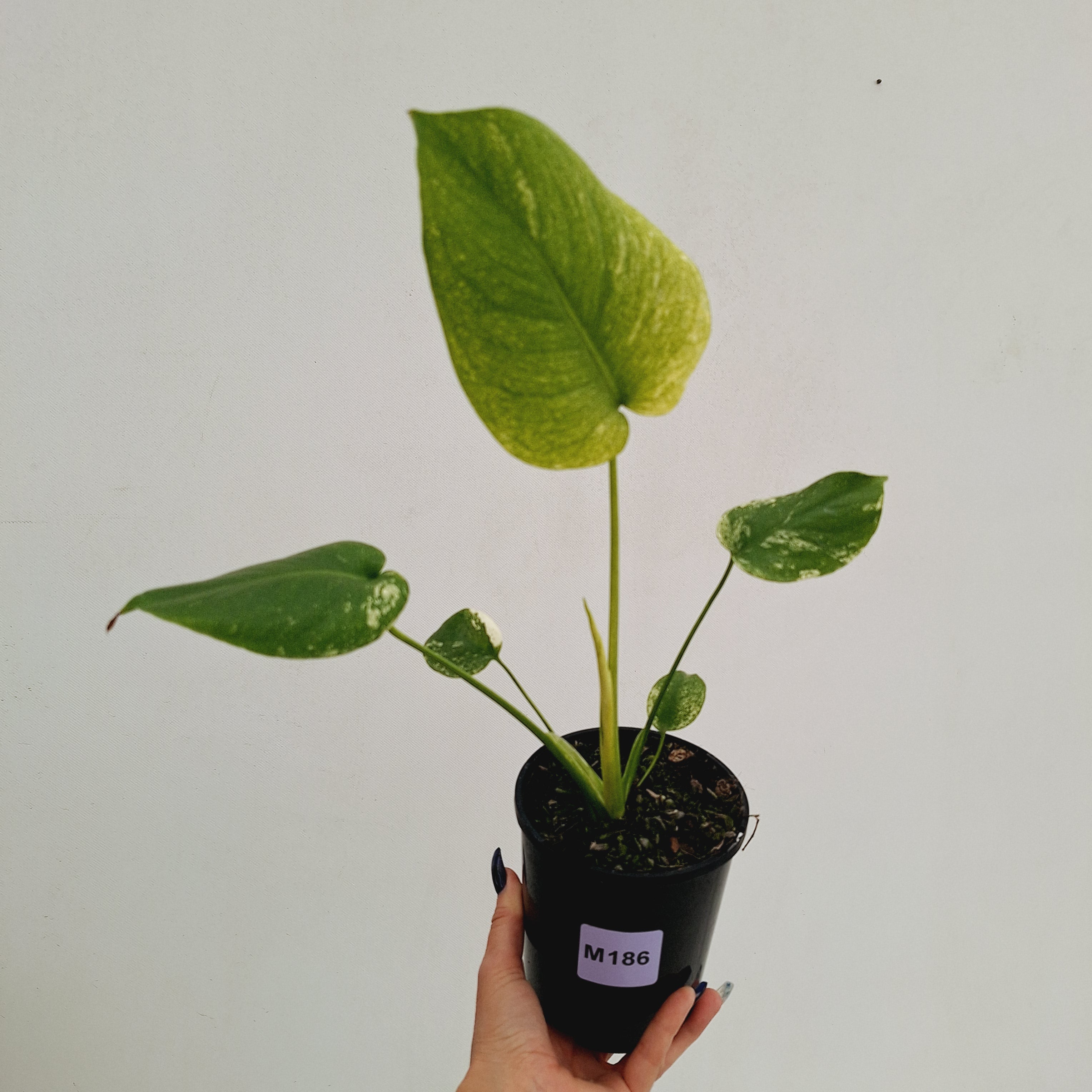 Monstera Deliciosa 'Mint' - SALE