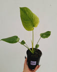 Monstera Deliciosa 'Mint' - SALE