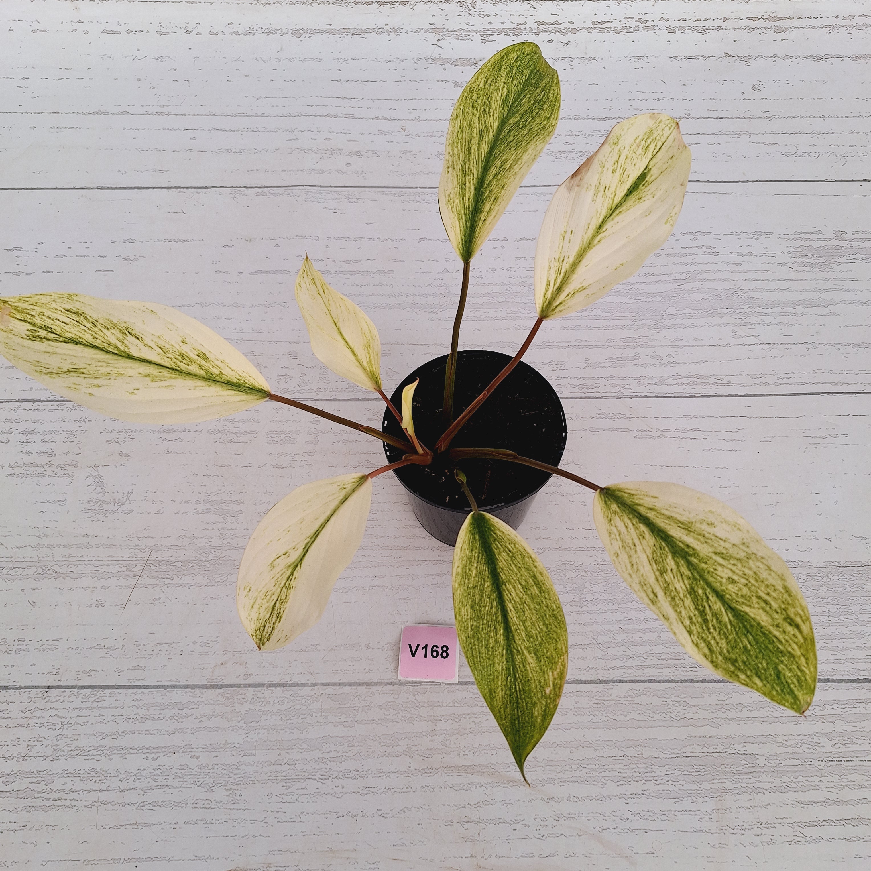 Homalomena Tropical Green Variegata -sale