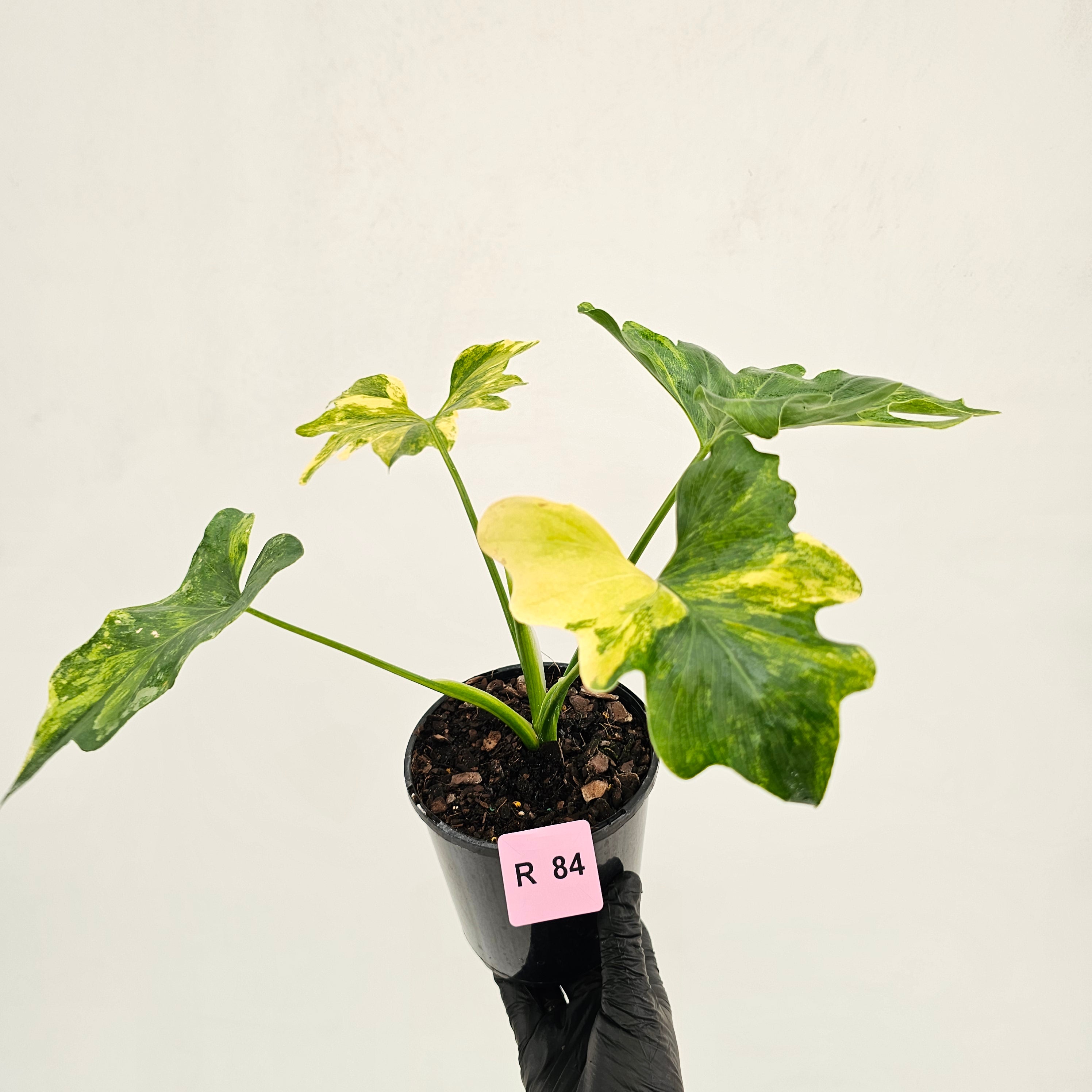 Philodendron bipinnatifidum variegata - SALE