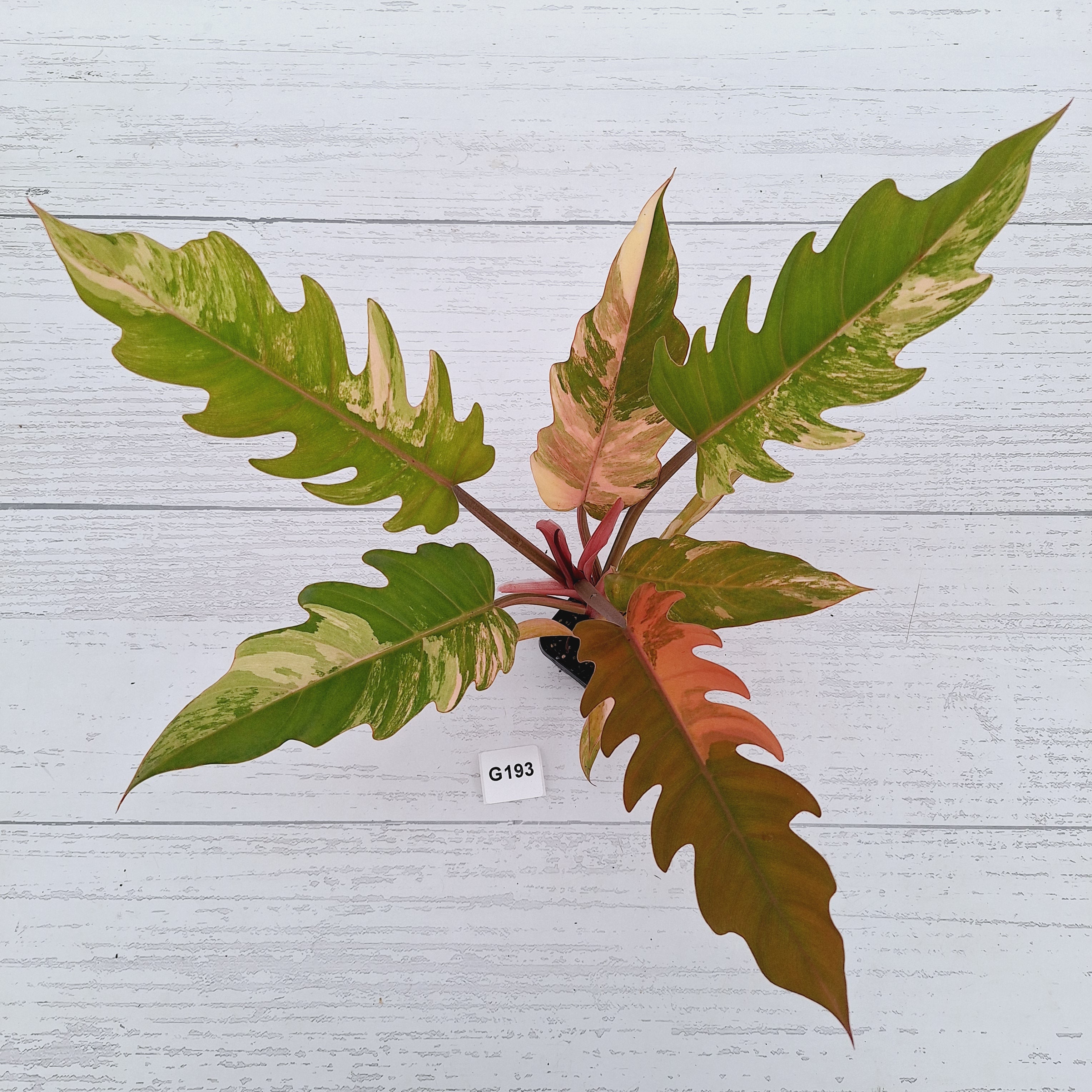 Philodendron serratum Caramel Marble