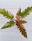 Philodendron serratum Caramel Marble