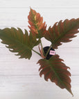 Philodendron serratum Caramel Marble