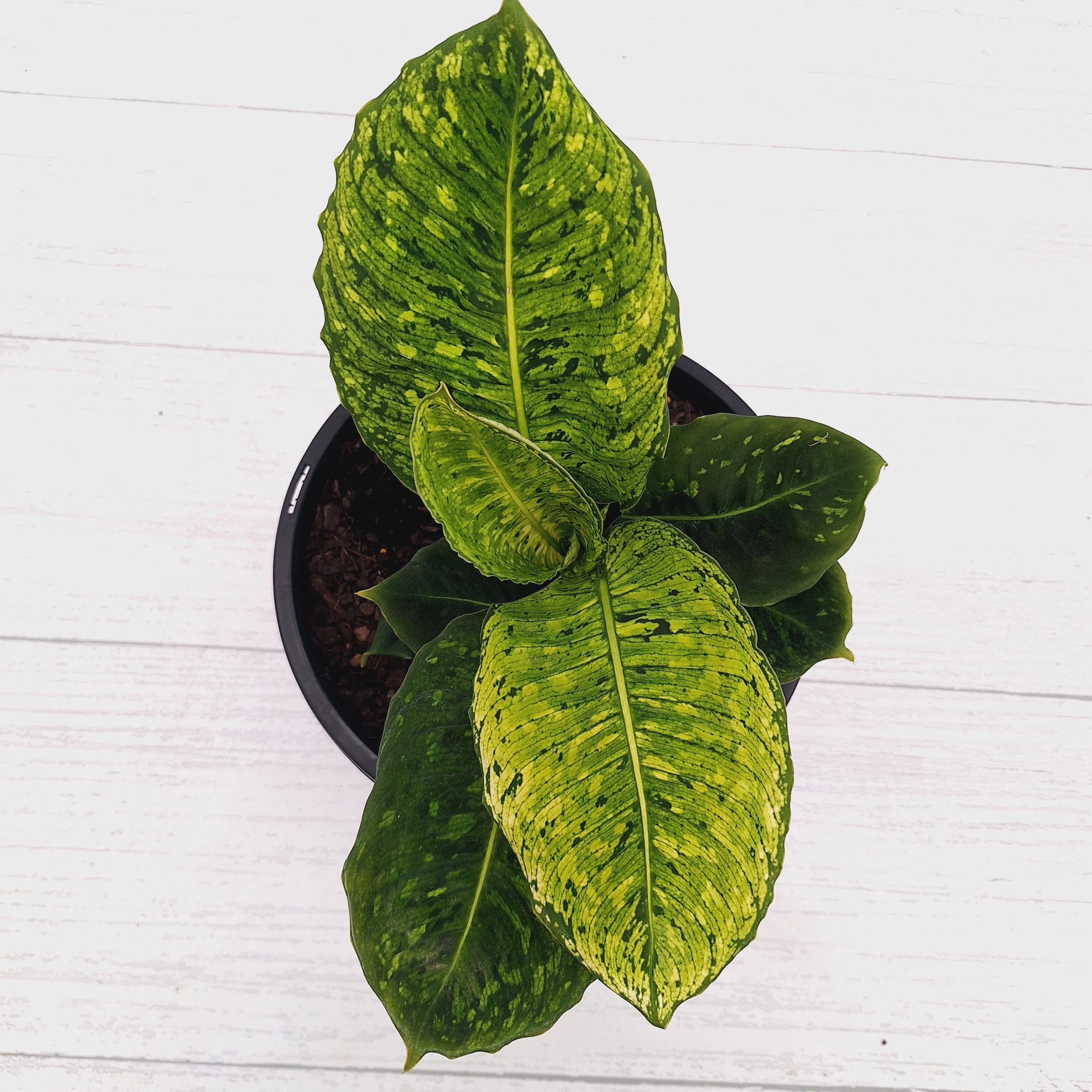 Dieffenbachia maculata 'Reflector' Variegata