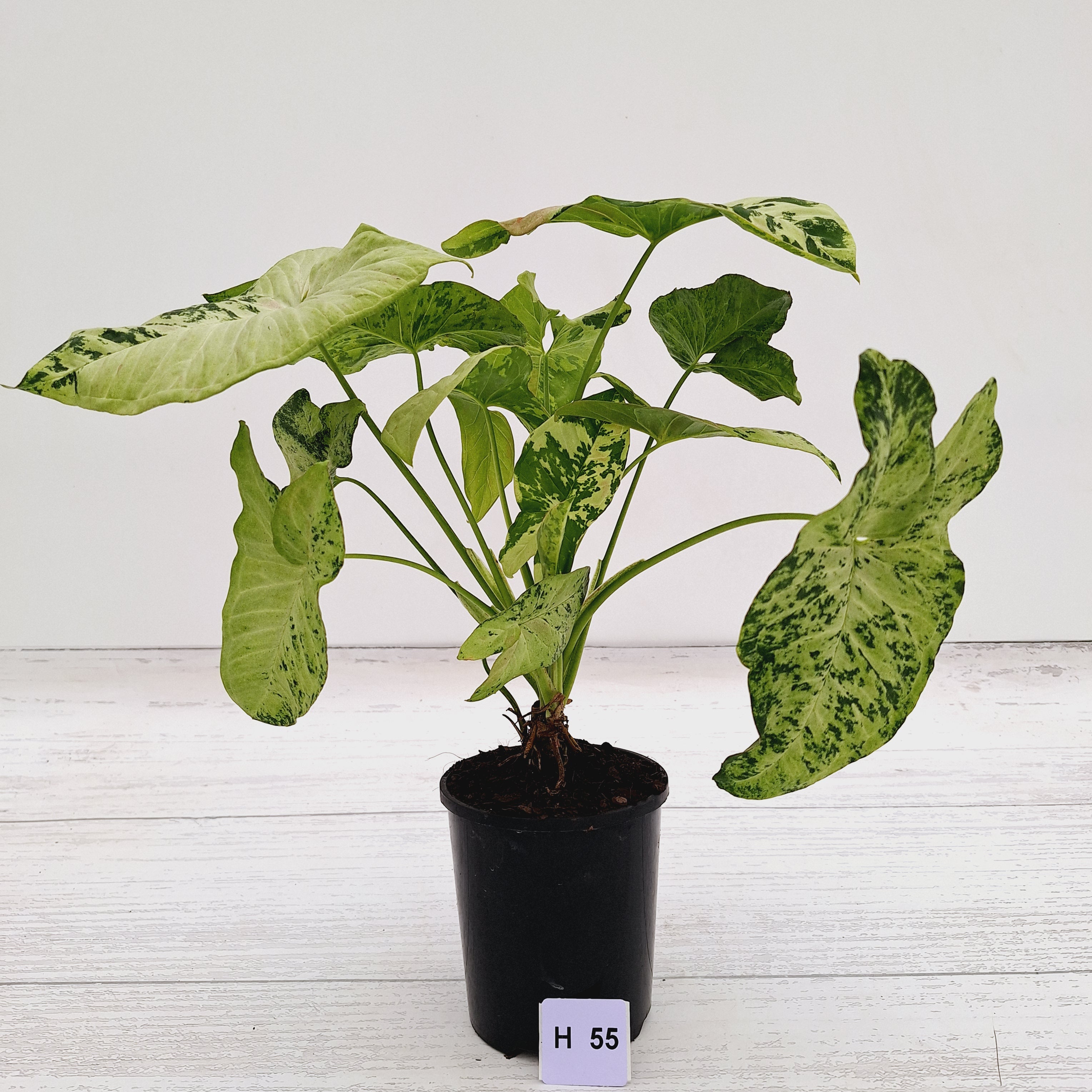 Syngonium podophyllum Confetti Tricolour