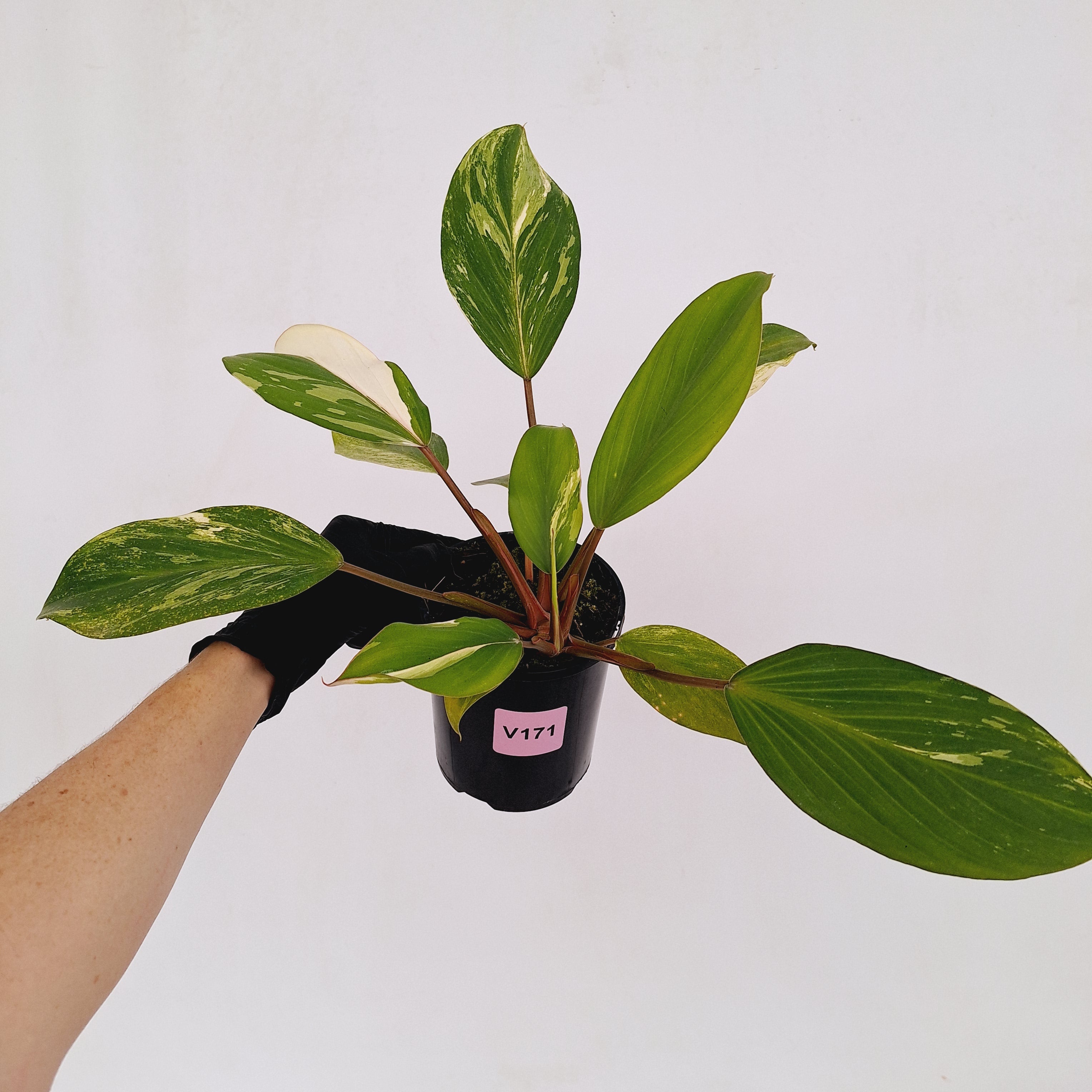 Homalomena Tropical Green Variegata -sale