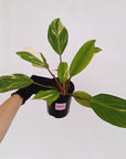Homalomena Tropical Green Variegata -sale