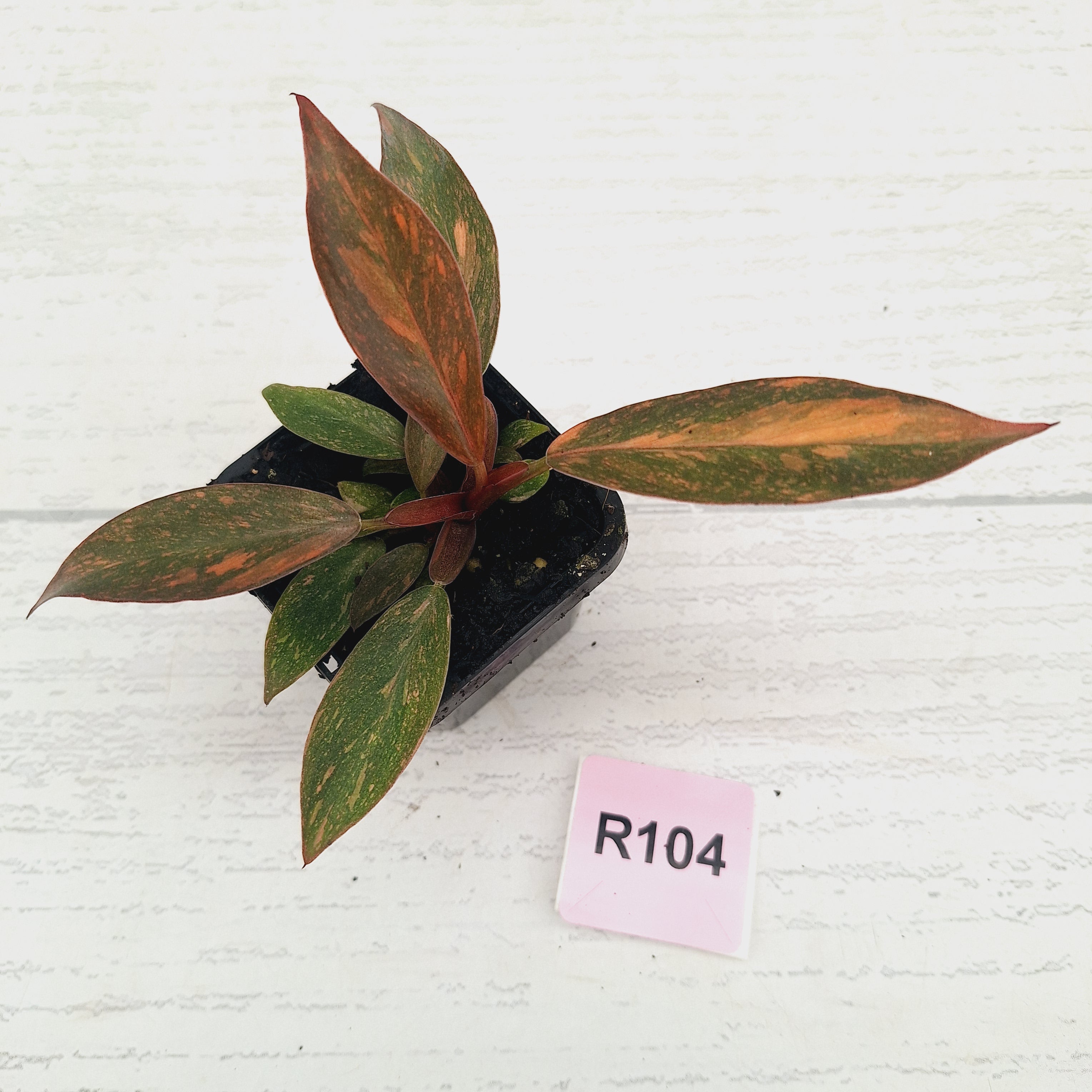 Philodendron 'Orange Princess' 70mm