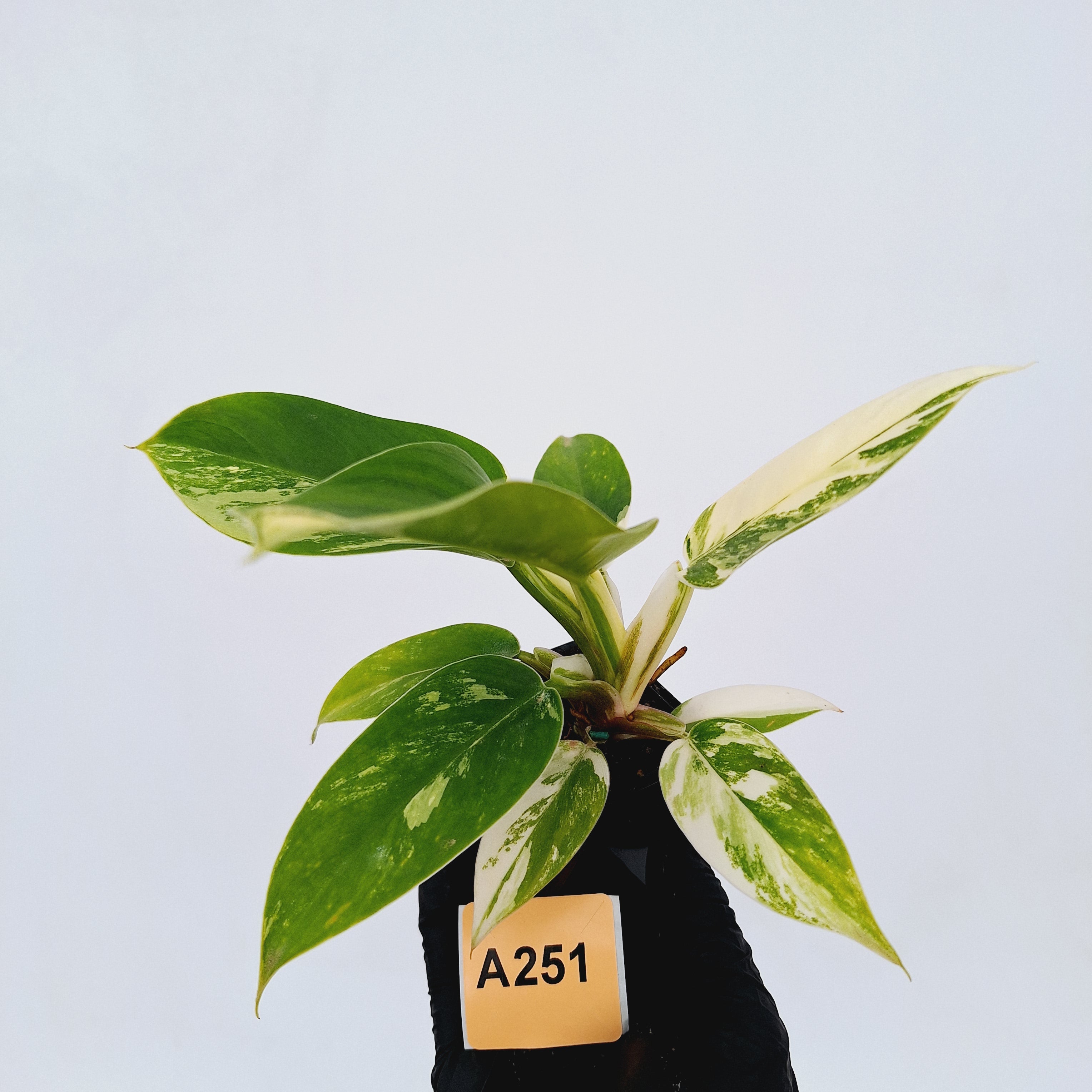 Philodendron imperial green variegata