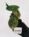 Alocasia baginda ‘Dragon Scale Mint'
