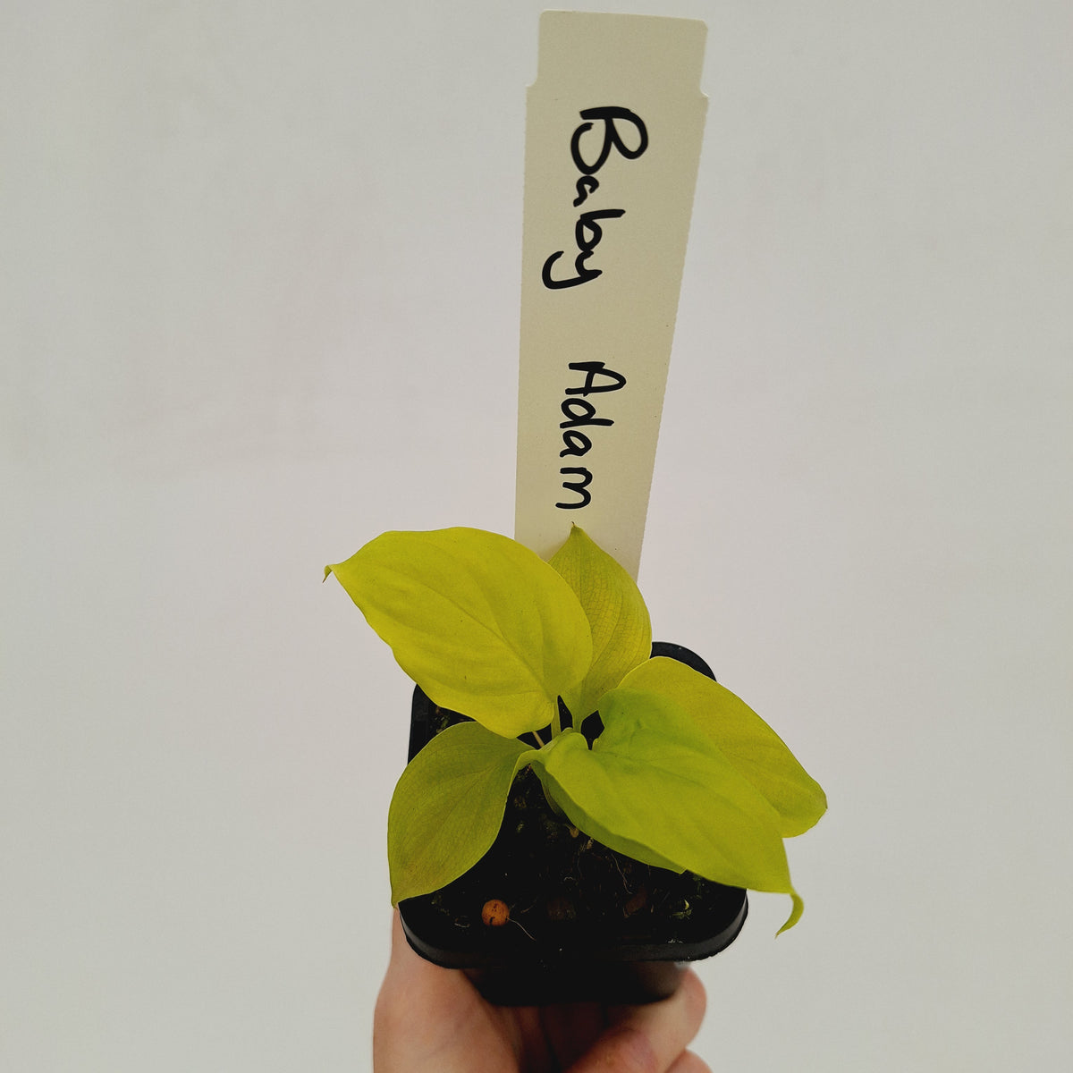 Homalomena rubescens Golden Hibiscus’ SALE