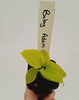 Homalomena rubescens Golden Hibiscus’ SALE