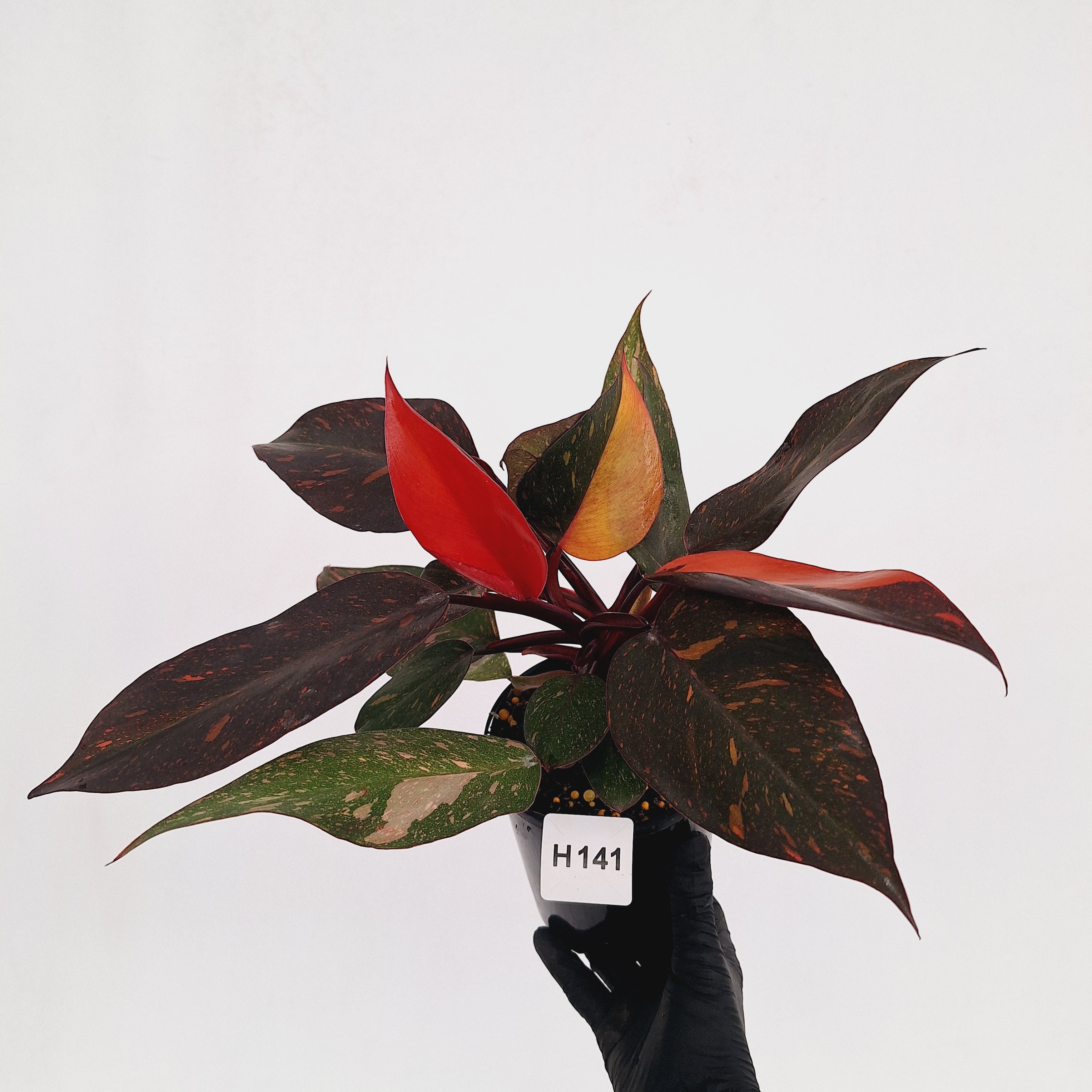 Philodendron 'Orange Princess'