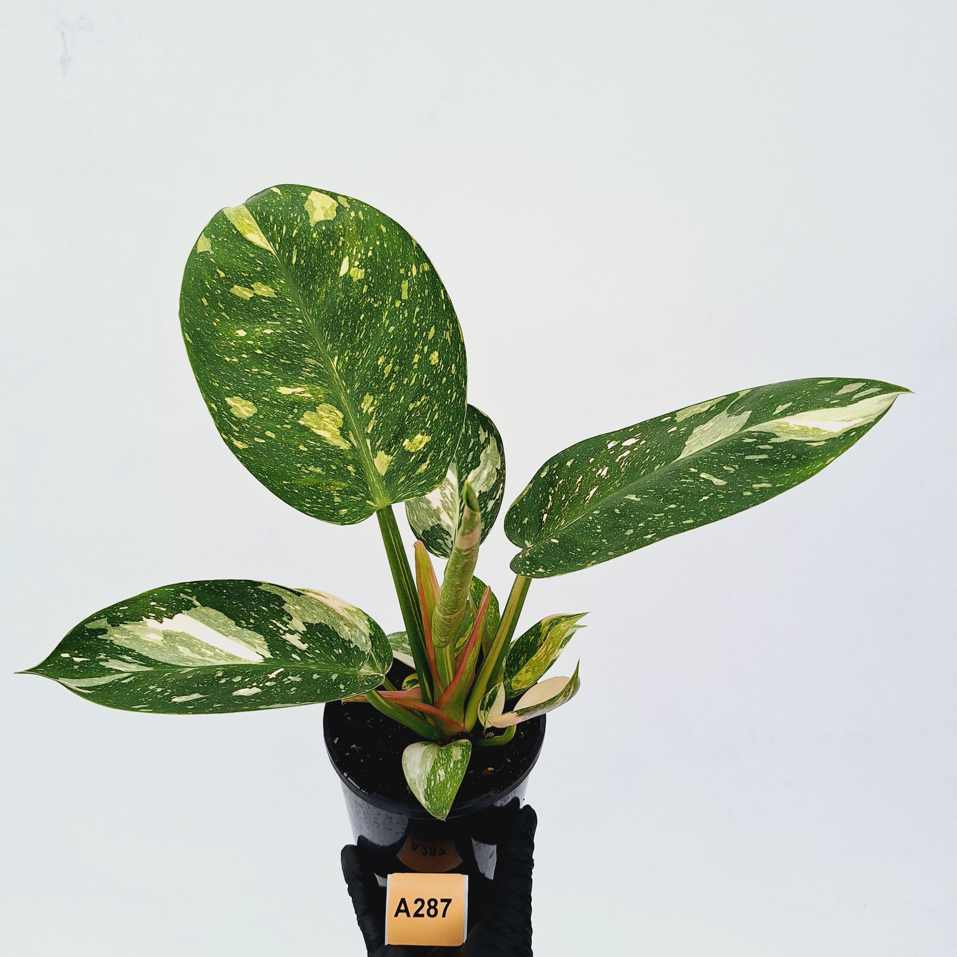 Philodendron Green Congo Variegata (Nuclear)
