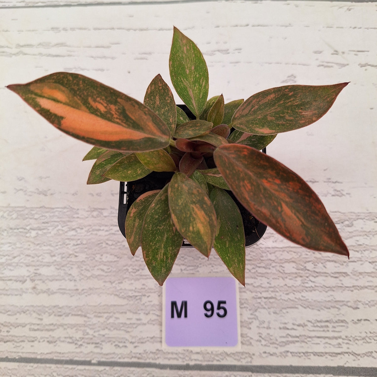 Philodendron 'Orange Princess' 70mm
