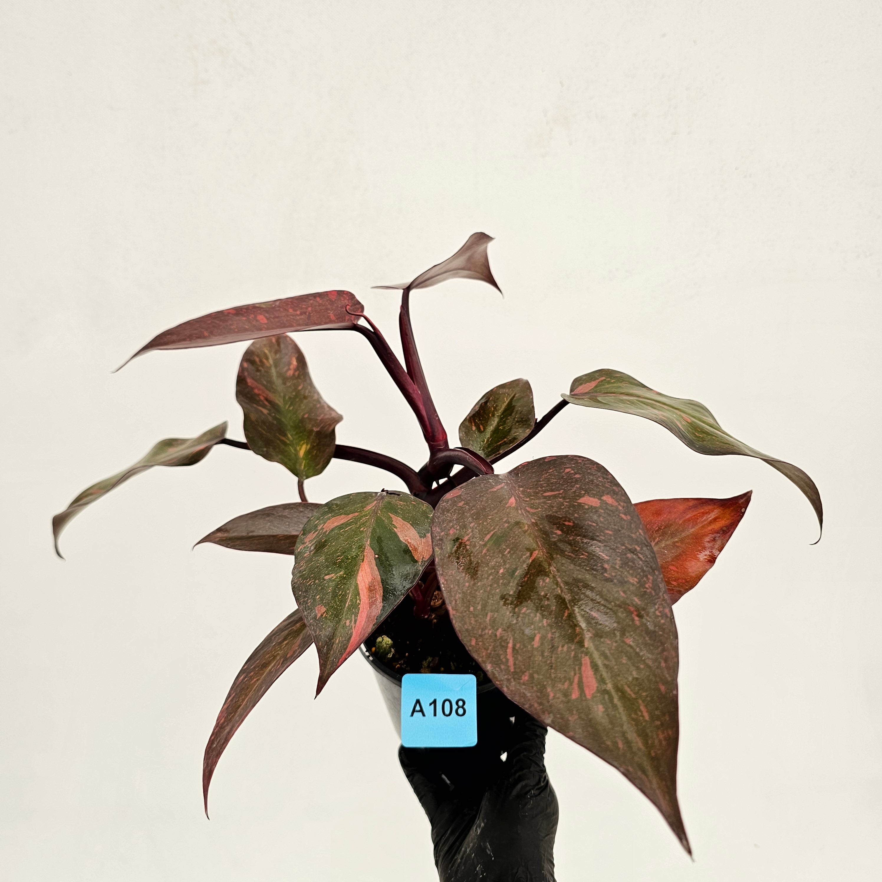 Philodendron 'Orange Princess'