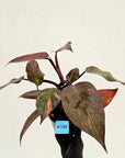 Philodendron 'Orange Princess'