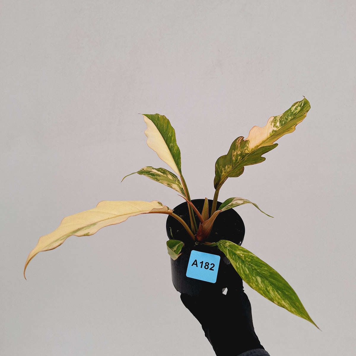 Philodendron serratum 'Caramel Marble' -flash sale