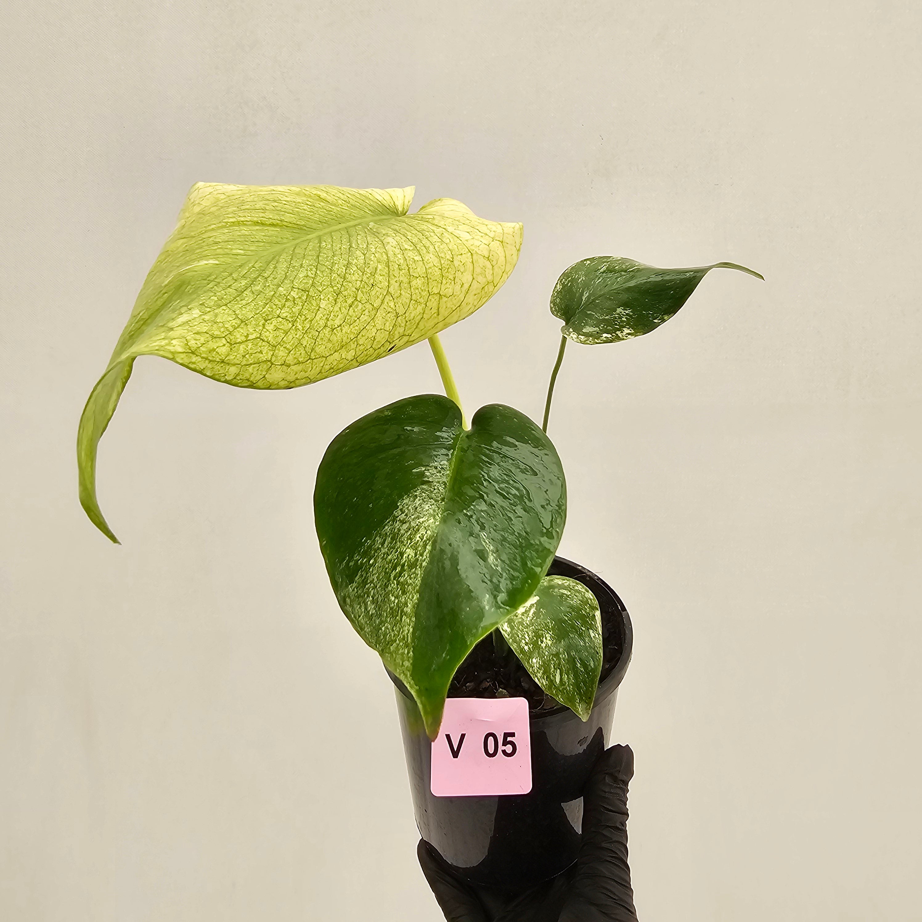 Monstera Deliciosa 'Mint'