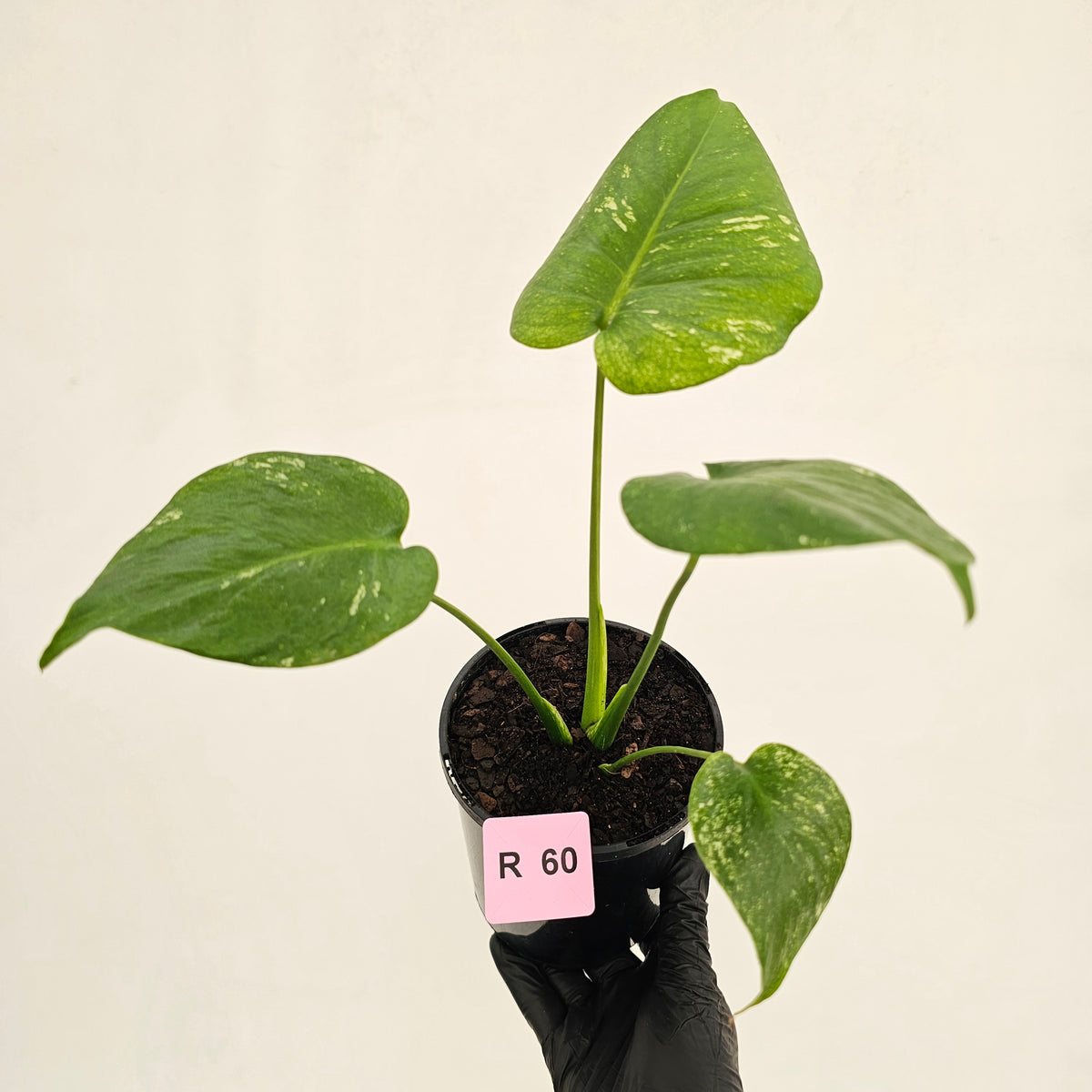 Monstera Deliciosa 'Mint' - SALE