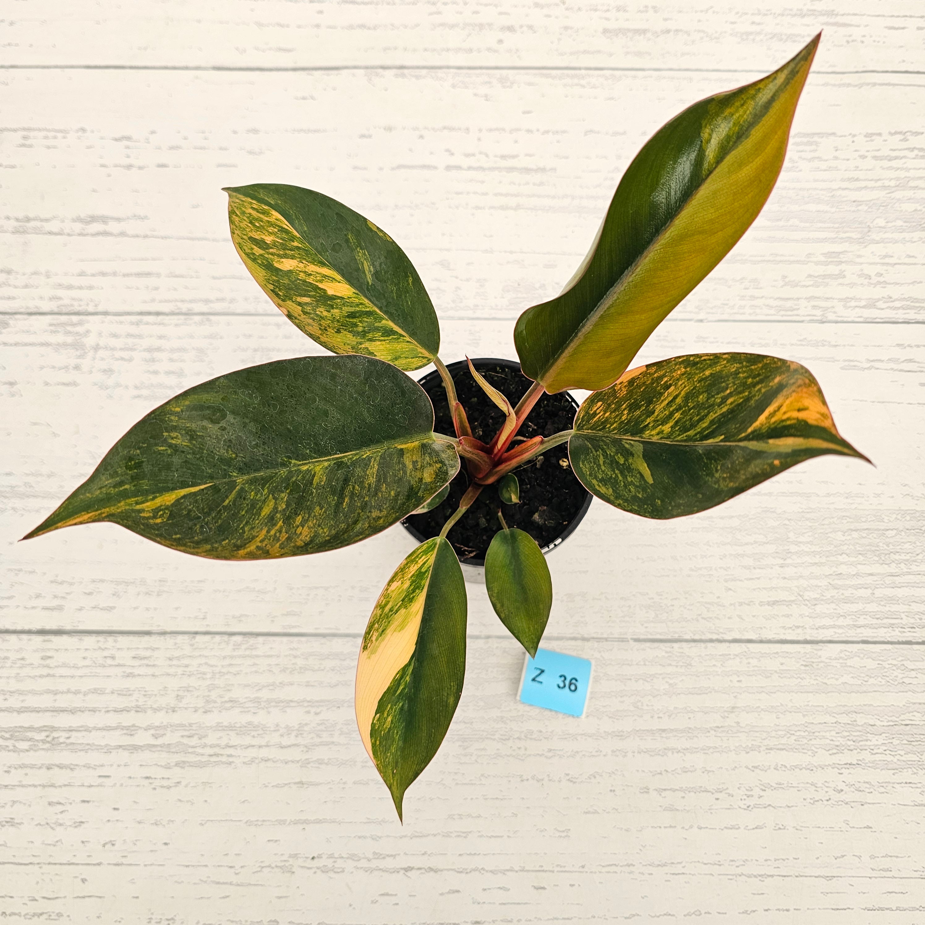 Philodendron 'Rojo Congo Variegated' 125mm