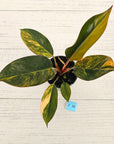 Philodendron 'Rojo Congo Variegated' 125mm