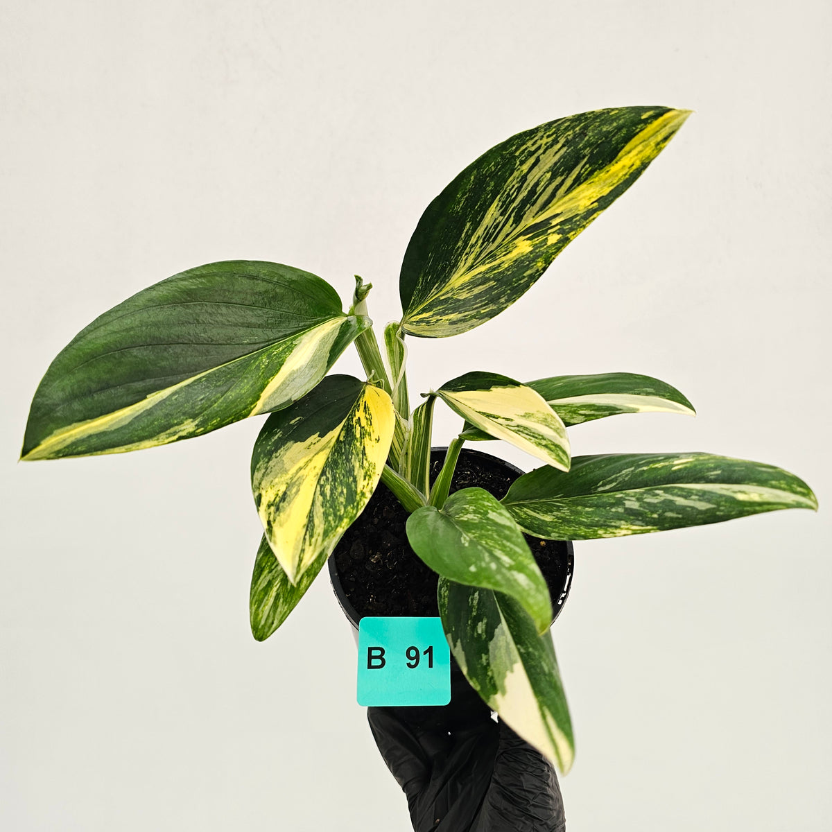Monstera standleyana 'Cobra' - SALE