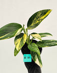 Monstera standleyana 'Cobra' - SALE
