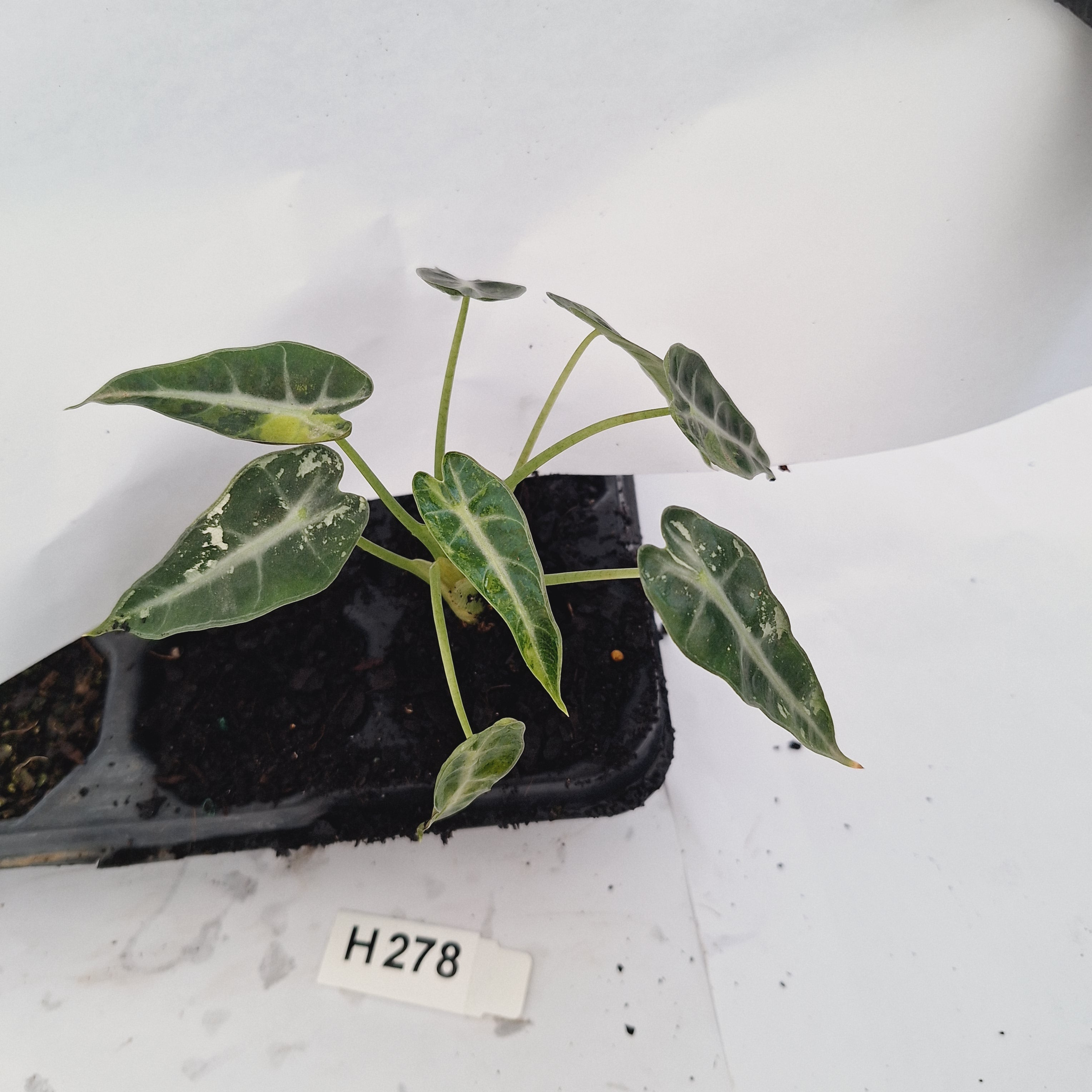 Alocasia Amazonica  bambino Variegata - Bare Bottom Baby - SALE